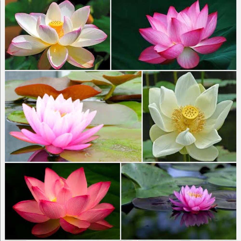 Meet your Posher, Brittney